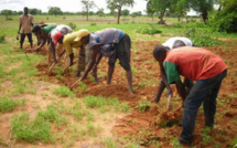 Kolda / Campagne agricole 2023 : Les paysans invités à semer avant le 15 Juillet