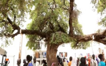 Au cœur du Magal 2023: L’histoire de l'arbre miraculeux de Serigne Fallou Mbacké, porteur d'espoir