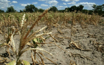 Déficit pluviométrique dans cette partie du Cayor : Les populations de Koul et de Mérina Dakhar, craignent la… famine