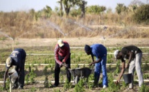 Maux du secteur de l'agriculture : L’appel du monde rural aux autorités sénégalaises actuelles et futures