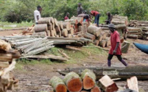 Alerte sur la déforestation à Médina Yoro Foula : Le couvert végétal en danger !