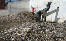 Un collectif en guerre contre une Usine de farine de poisson à Joal-Fadiouth : Quand Omega Fishing empoisonne l’air et la vie des habitants"