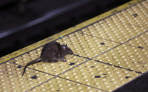 Trop de rats à New York