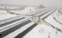 Un magnifique harfang des neiges filmé par une caméra de surveillance